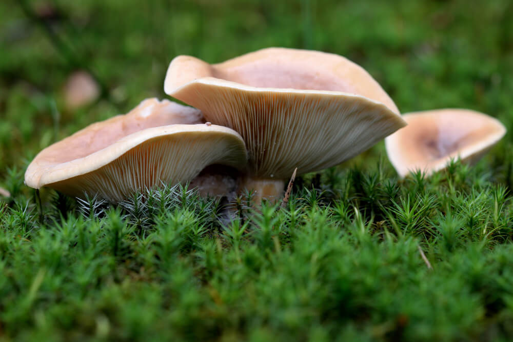 मशरूमचे प्रमुख प्रकार (Types of Mushroom)